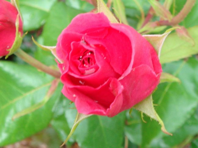 綺麗なお花もいっぱい咲いていて、お庭満喫をしたippuni夫婦。<br /><br />さて、そろそろ肌寒くなってきたのでホテルに戻ります。