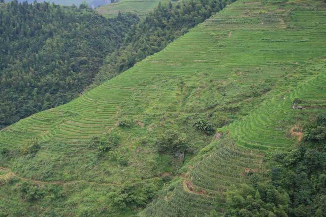 こういう風景を見たくて<br />龍脊へやってきました。<br /><br />車で移動中、金坑梯田方面の標識もありましたが<br />更に見事な棚田が広がっているそうです。<br />とはいえ、さらに悪道になるそうです。<br />ここまで来るだけでも、いくつかがけ崩れがありました。７月上旬は大水が出て、この辺りは通行止めになったと聞きました。旅行社は安全第一で案内するので<br />大概、平安梯田を薦めるようです。<br /><br />金坑梯田へはガイドさんは訪れたことがないそうで、運転手さんは一度だけ行ったことがあるとのことでした。<br />秋の実りの頃にでも訪れたいな…と思います。<br />