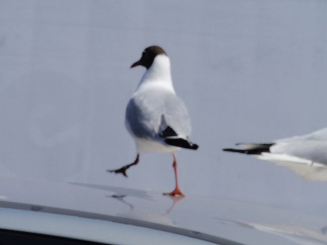 想像以上のカモメが･･･<br />低空飛行が恐かった。