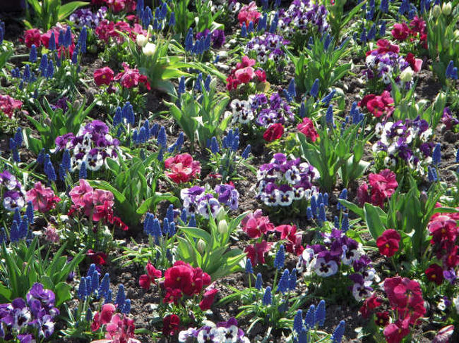 お花がキレイに咲いています。