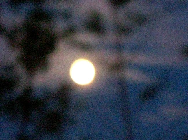 竹林越しの満月