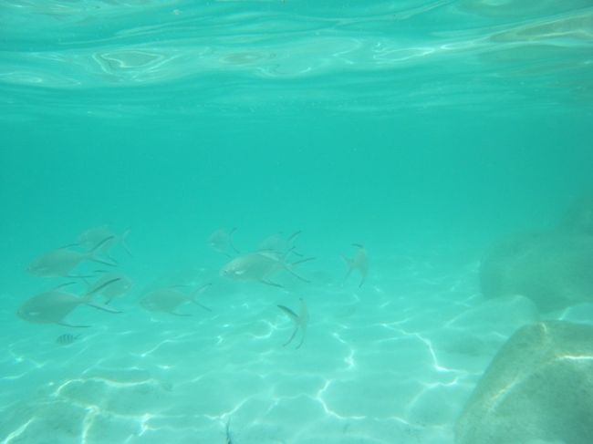 砂地の方は、コバンアジがいっぱいです。