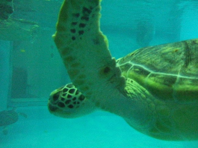 海がめ館へ。<br /><br />いつみてもかわいいなぁ。