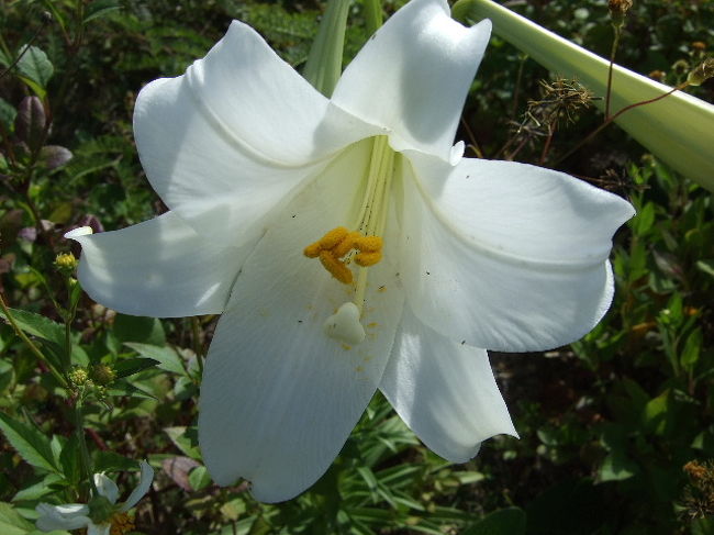 空港に咲いていたお花。