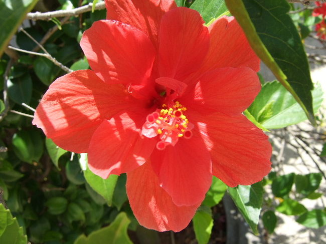 空港に咲いていたお花その２。