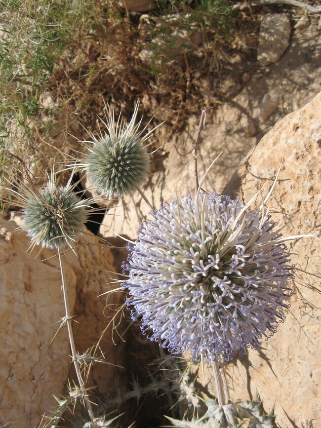 アザミ でかっ！