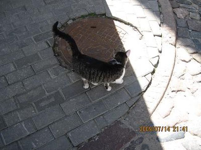 トラムを降り、何となくの方向に歩く。<br />まず猫がお出迎え。