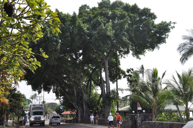 コナの街中の大きな木が印象的