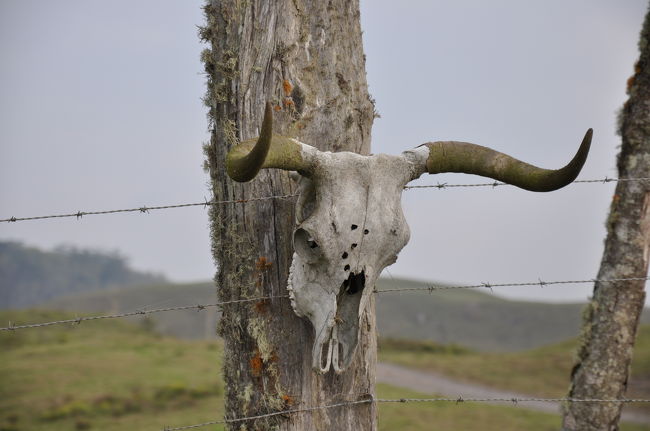 ちょっと不気味ですね。<br />でも　これが　目指す”Dahana Ranch Roughriders"の入り口でした。<br />何でも　ハリーファミリーが営む牧場でした。<br />時間が遅くなり、翌日はダイビングの予定があるので<br />翌々日の朝の時間で予約しました。