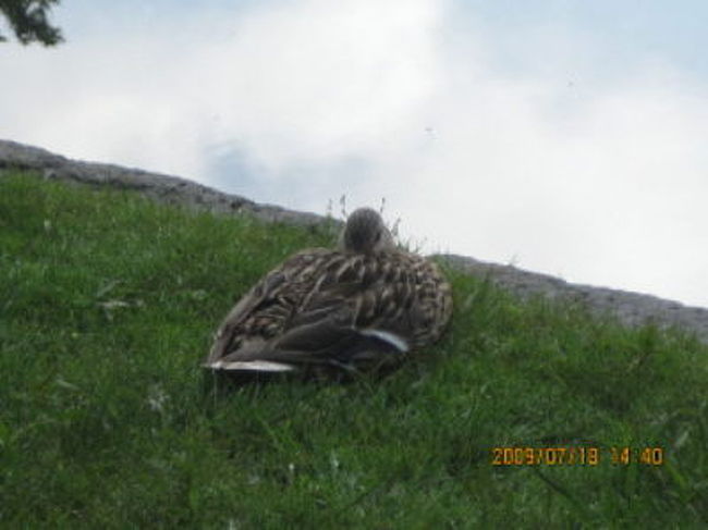 駅に着く。<br />案の定、6:45発の次は14:30までない。<br />仕方ない。残念だがバスに切り替える。バスは10:00があるはずだ。<br />城壁を回るような恰好で、トラム乗り場に向かう。<br />横断歩道で若い男女がふざけ合っている。<br />酔ってるみたいだ。横断歩道をベット代わりに寝込んでいる。<br />あぁぁ、Tバック丸見え。ここはさすがに写真は無理。<br />5mも離れてない。近すぎて無理w<br />信号待ちで、トラムのヨハンセン似の運転手に聞く。<br />「これ、バスターミナルに行く?」<br />行くとの事なので飛び乗る。