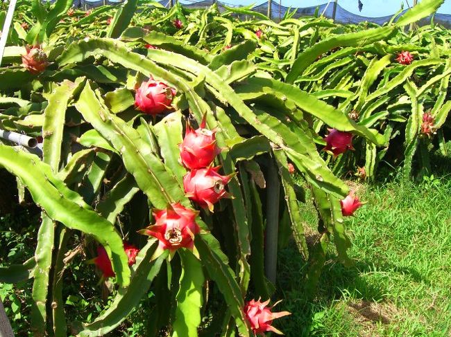 チェックアウトして、一路空港までー・・・。<br />の前に、ヘンなモノ発見！<br />(ノ゜ω゜)ノ*.オオォォォォォォォー<br />ドラゴンフルーツだぁぁーーー！