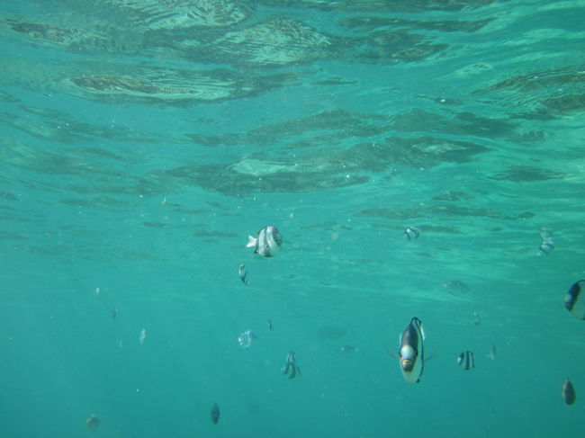 ミスジリュウキュウスズメダイの群れです。