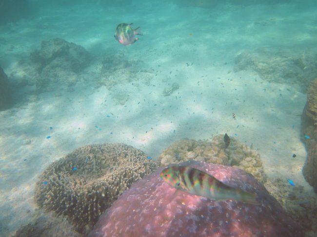 手前の魚はベラの仲間でしょうか。