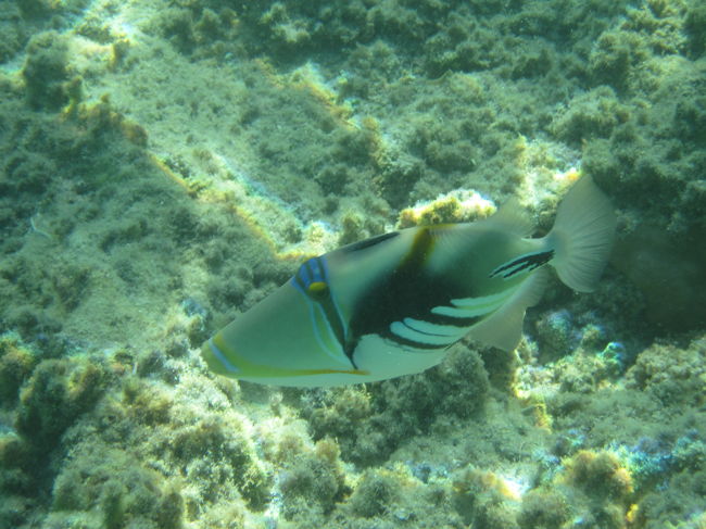 なんとかカワハギですが、名前が思い出せません。