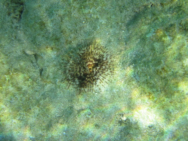 この不思議な物体は、何でしょうか？。<br />分かる方がいたら、教えてください。