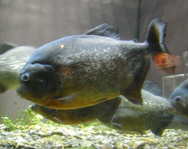 ちょっとお出掛け 世界最大級の淡水魚水族館にチェーンソーアートが 各務原 岐阜県 の旅行記 ブログ By Cobraさん フォートラベル ちょっとお出掛け 世界最大級の淡水魚水族館にチェーンソーアートが 各務原 岐阜県 の旅行記 ブログ By Cobraさん フォートラベル