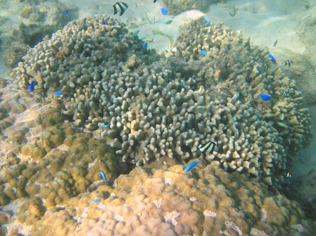 珊瑚に群がるスズメダイ。