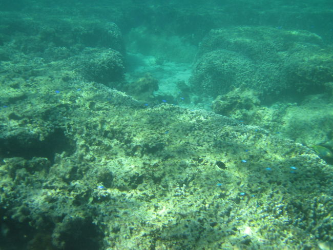 ウミガメに会えませんでした。