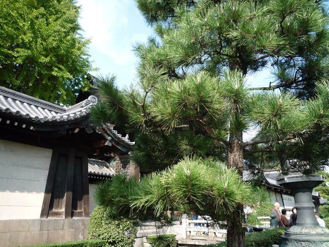 JR京都駅から嵐電嵐山本線に乗るために歩行移動中<br /><br />東本願寺が左手にありました。<br /><br />立派な松！！