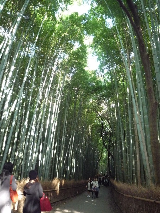 竹林の道<br /><br />ほのかに漏れる日光が素敵すぎる<br />