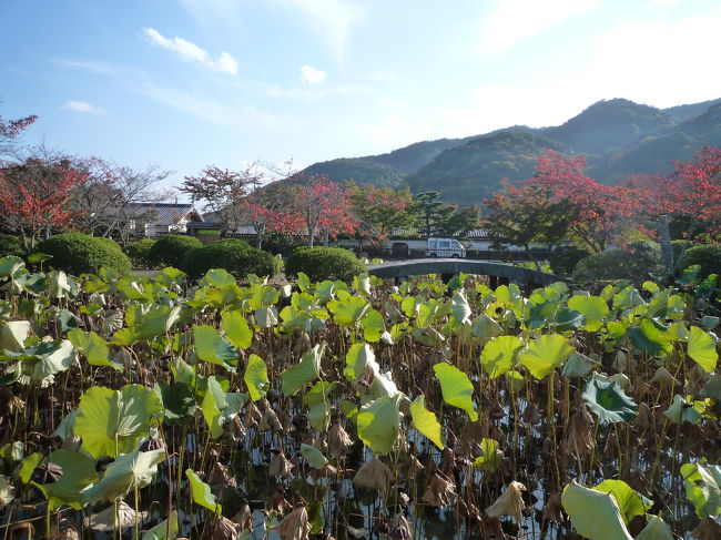 蓮池<br />天竜寺の近く