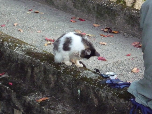 画家のおじいちゃんの隣にじいーーっと<br />座っていた子猫ちゃん