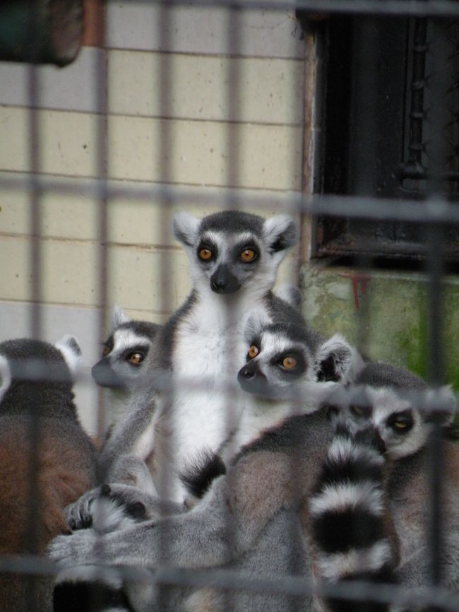 むーれーてーるー！！！