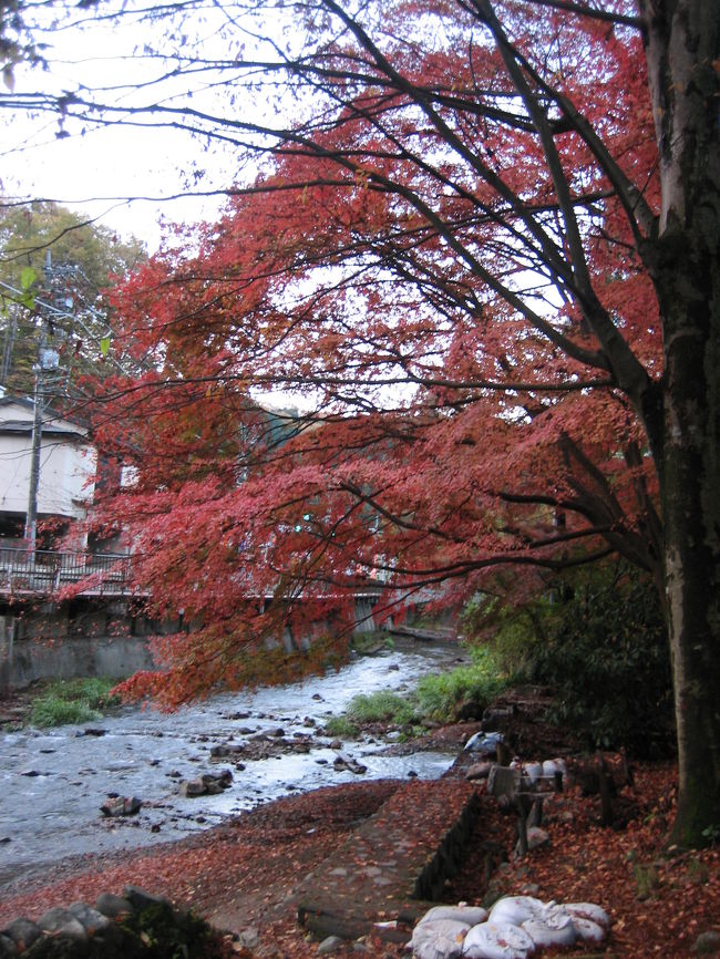 早速、色づいている紅葉を発見。