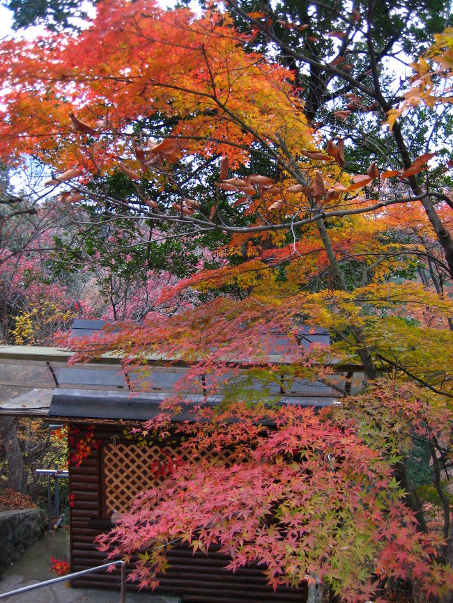 暗くてあまり鮮明ではないですが・・<br />こちらでも紅葉を発見。