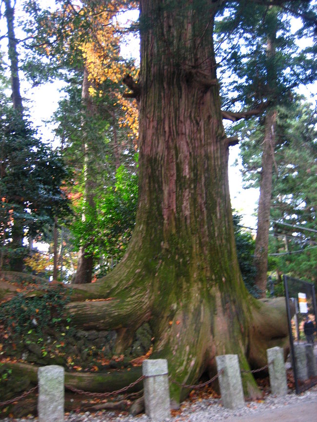 有名な、たこ杉です。<br /><br />さっき始発のケーブルカーが到着したようで、観光の方がちらほら見えます。<br />