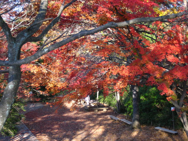 山頂付近の紅葉です。<br />きれい〜