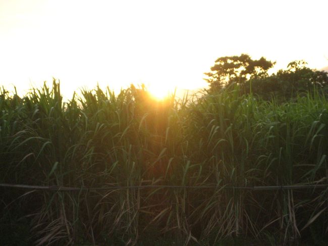 フクギの小さな並木道やサトウキビ畑など、<br />村の中には、ありのままの沖縄の姿が残ります。<br />朝日を浴びるサトウキビ畑。