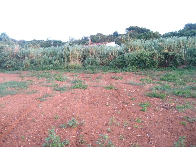 赤色の土が気になります。