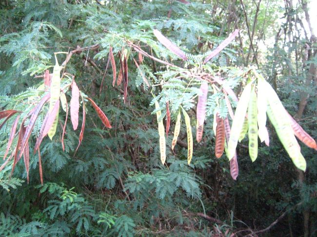マメ科？！<br />内地で見たことのないような植物がいっぱいです。