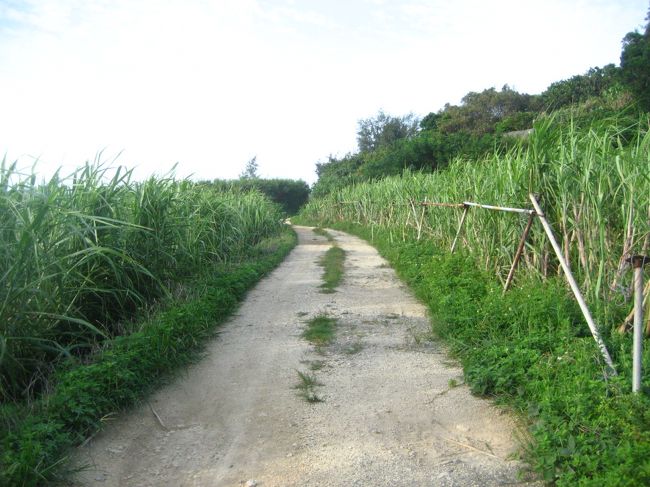 再びサトウキビ畑を抜けて別の道へ！<br />朝7時半を過ぎ、すっかり晴れて蒸し暑くなってきました。やばい、溶ける〜。