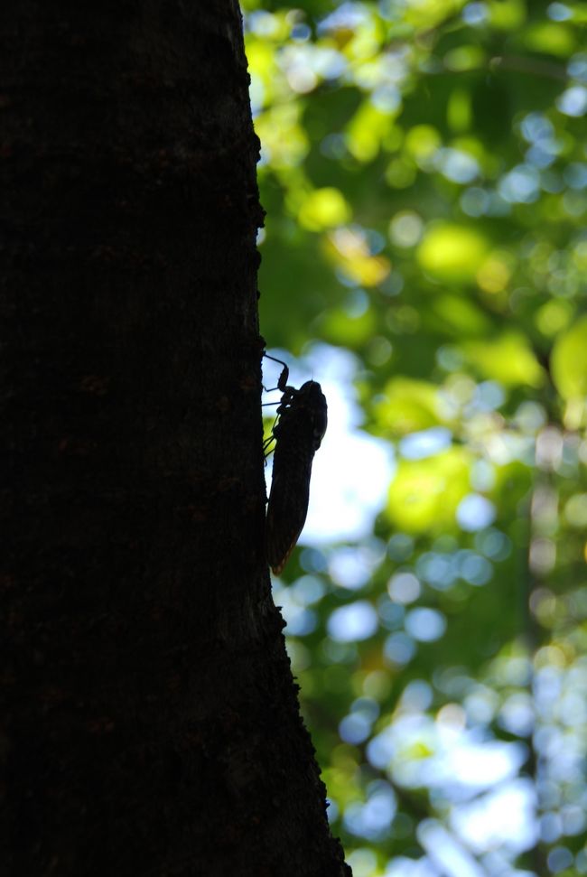 セミ。♪<br /><br /><br />たくさんのセミが、そこら中の木にとまり、ミンミン、大合唱していました。　〜♪<br /><br /><br />夏ですねー。＾＾<br /><br /><br /><br />