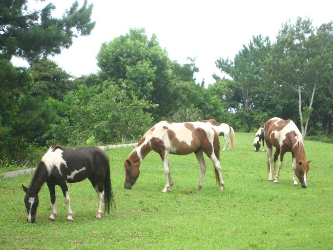 ビーチロックビレッジでは乗馬体験も行っているそうです。<br />のんびり草を食べる馬たち。