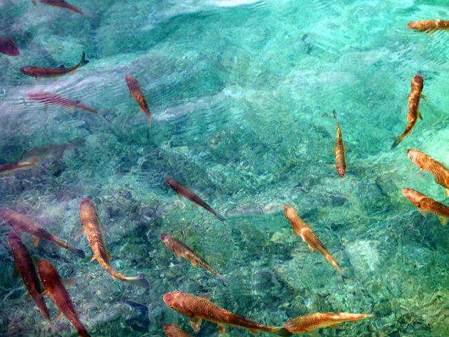 魚が幸せそう。