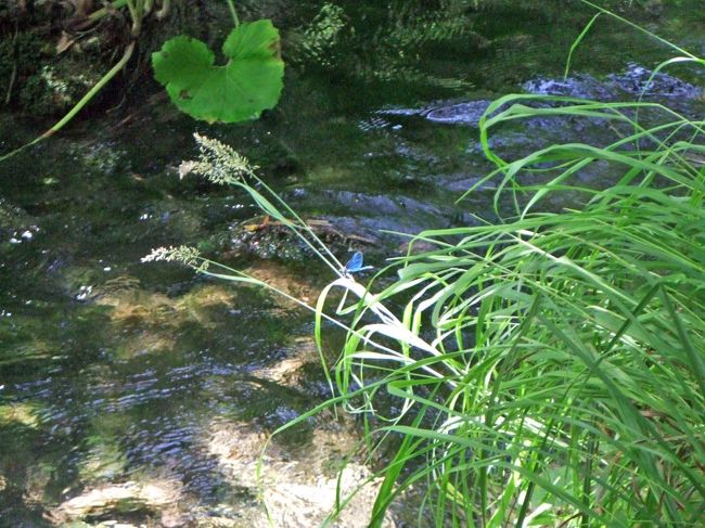 トンボまで青くて奇麗です。