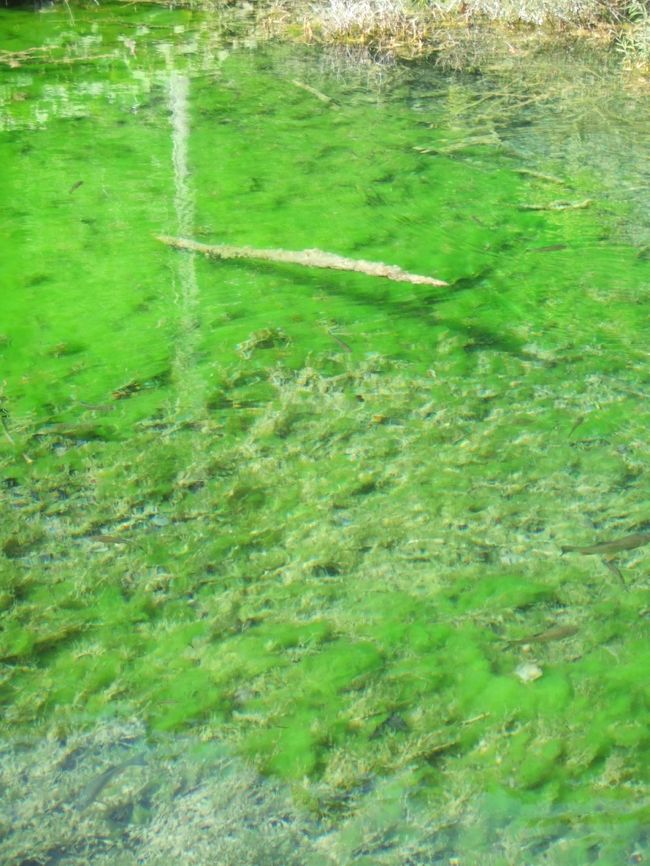 コケの緑も素敵。