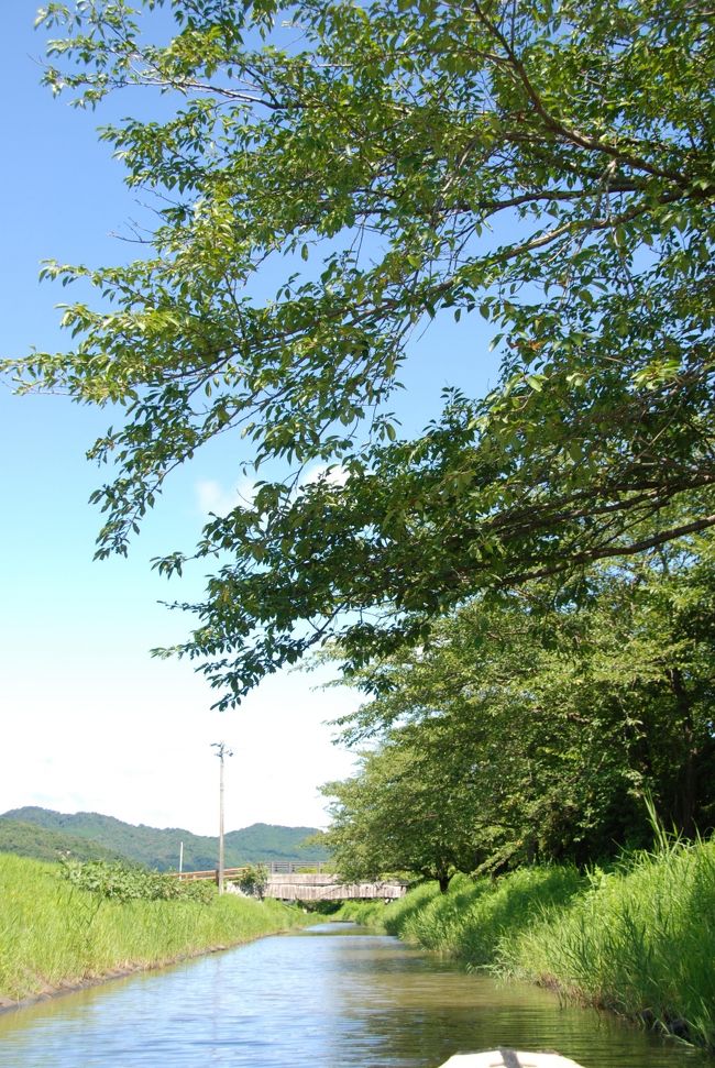 右側の大きな木は、桜です。<br /><br /><br />春になると、桜の花の下を、和船で漕いでくれるそうです。<br /><br /><br />