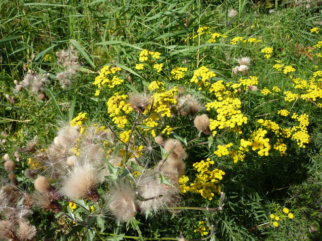 自然もいっぱいです。