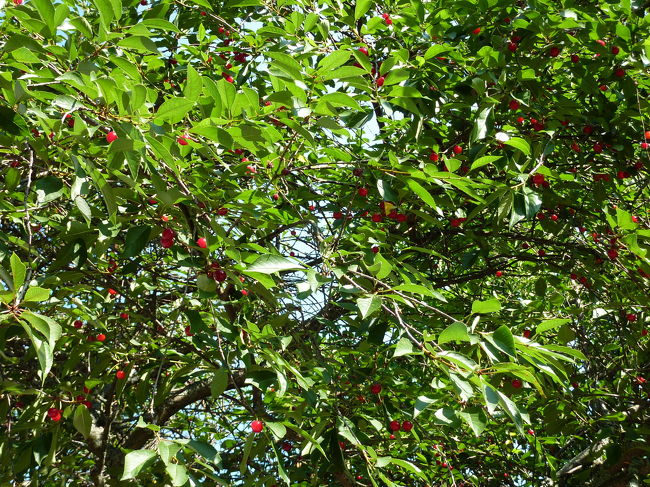 豊かな自然に、ホッと一息。