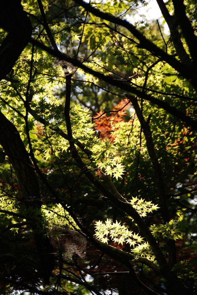 八幡山頂上のモミジ。<br /><br /><br />どことなく、秋の気配を感じます。