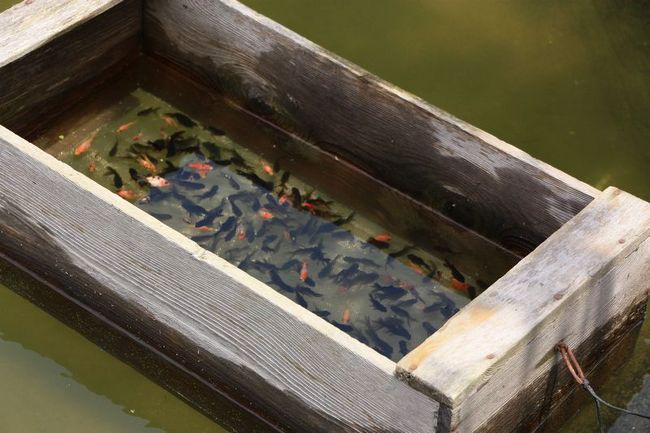 金魚の飼い方』愛知県の旅行記・ブログ by シンバさん【フォートラベル】