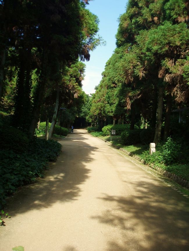 はっきりとした影とのコントラストが夏らしい。<br /><br />＊2009年　夏