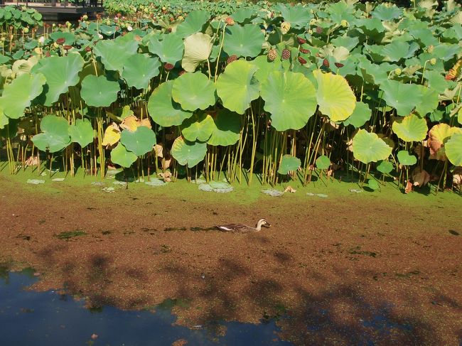 見ごろを終えたハス池を泳ぐカルガモ。<br /><br />＊2009年　夏