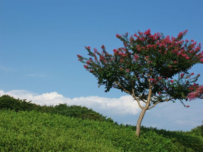 サルスベリと夏の空。<br /><br />＊2009年　夏