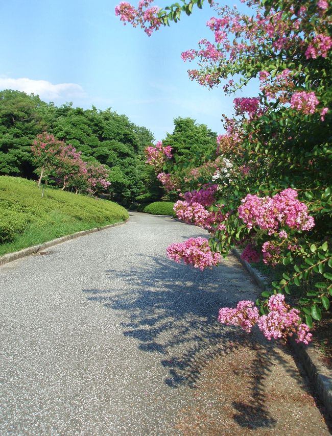 日本庭園内‘つつじヶ丘’では、サルスベリの花が満開。<br /><br />ピンクのサルスベリと面白い影が出来た道。<br /><br />＊2009年　夏