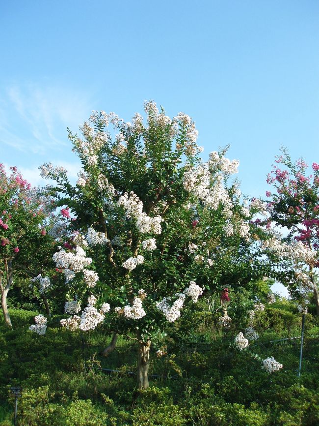 真っ白なサルスベリ。<br /><br />＊2009年　夏 <br />